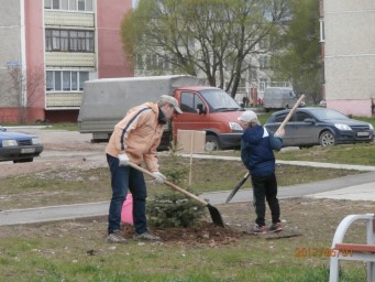 В Соликамске стартовала экологическая акция «Посади дерево-марафон зеленой ели»